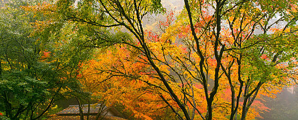 istock Canopy of Japanese Maple Trees in the Fall 186133107