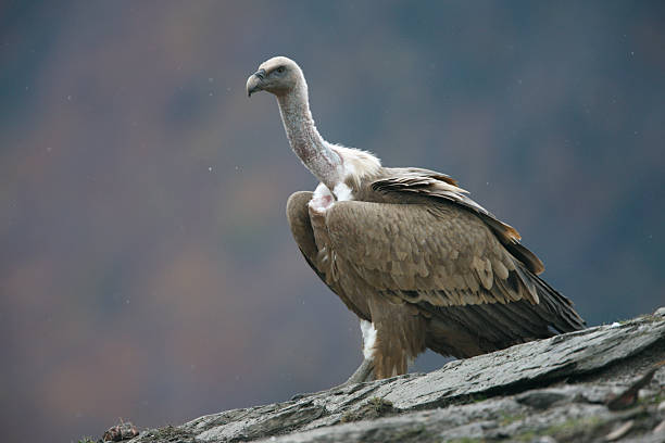 istock Griffon vulture, Gyps fulvus 186133482