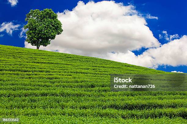 Foto de Plantações De Chá Na Tailândia e mais fotos de stock de Agricultura - Agricultura, Assam, Cena Rural