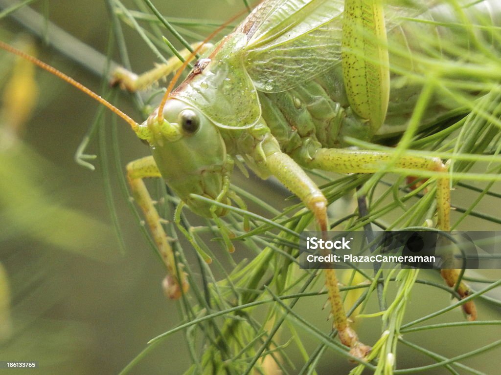 Große grüne Heuschrecke - Lizenzfrei Einzelnes Tier Stock-Foto