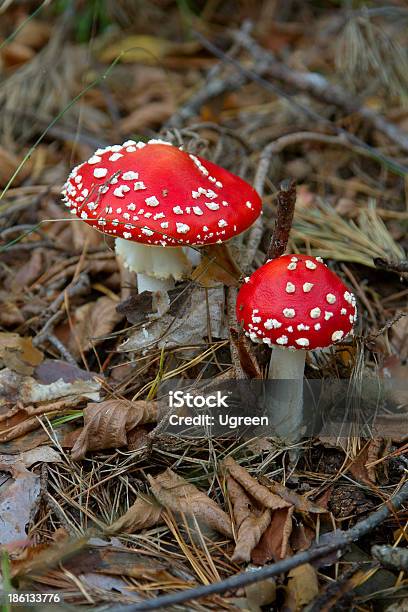 Amanitas Foto de stock y más banco de imágenes de Aguja - Parte de planta - Aguja - Parte de planta, Agárico Naranja, Amanita parcivolvata