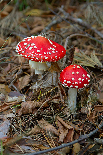 amanitas - poizon mushroom photos et images de collection