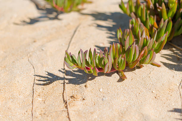 istock branch plants and thick fleshy leaves 186133791