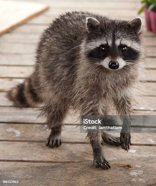 Raccoon Begging Stock Photo - Download Image Now - Animal, Animal Hair, Animal Wildlife