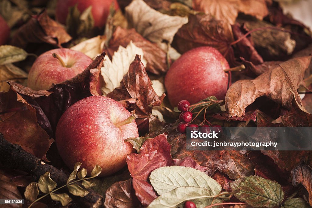 Powalone jabłka na liście - Zbiór zdjęć royalty-free (Brązowy)