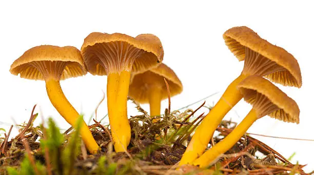 Yellowfoot mushroom growing, isolated on white