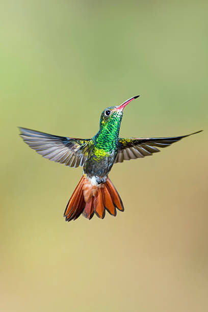 istock Rufous-tailed Hummingbird with Tail Spread 186135862