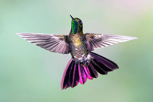 istock Tyrian Metaltail  Hummingbird with Tail Spread 186135867
