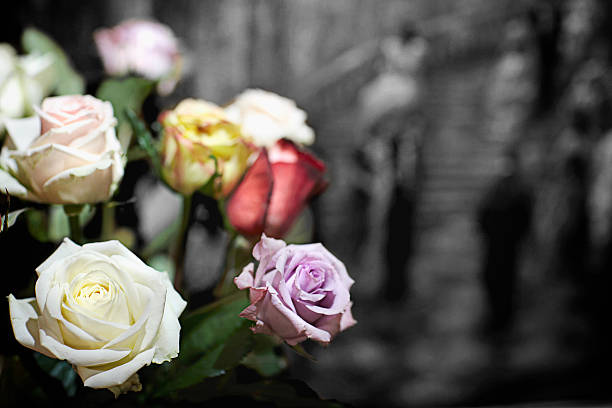Coloured roses with black and white background