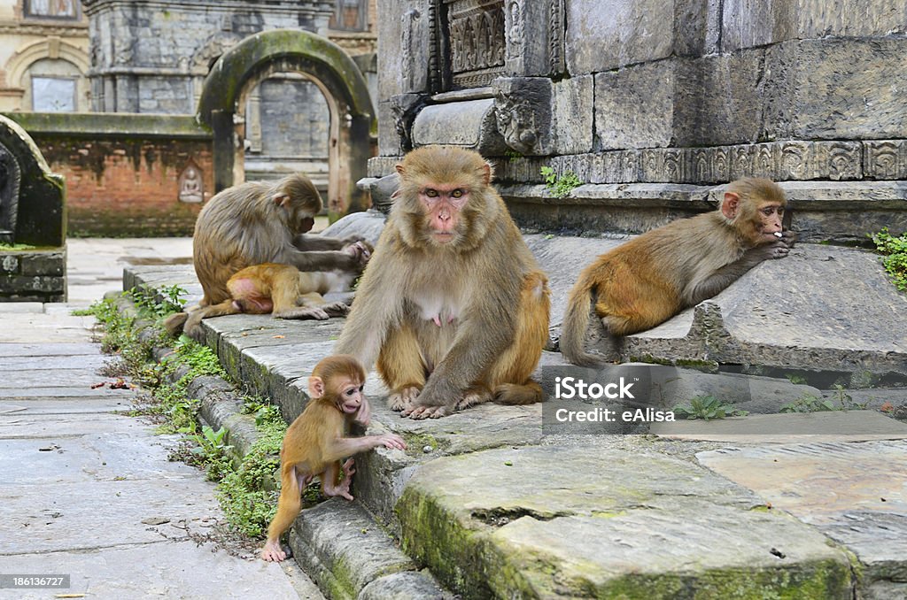 Groupe de singes - Photo de Animaux de compagnie libre de droits