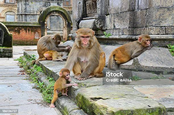 Photo libre de droit de Groupe De Singes banque d'images et plus d'images libres de droit de Animaux de compagnie - Animaux de compagnie, Architecture, Asie