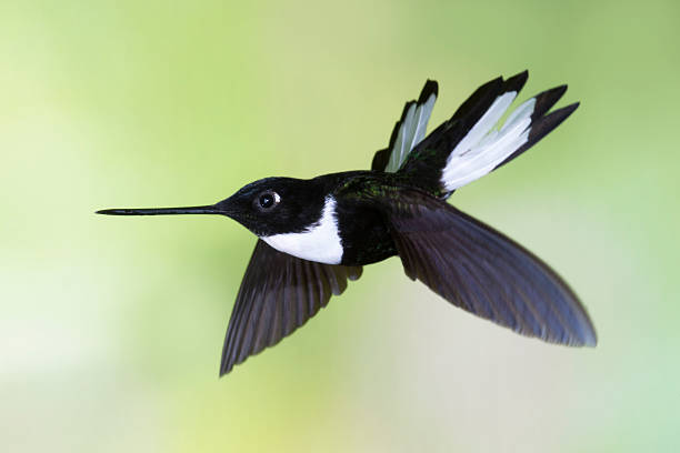 istock Male Collared Inca with Wings Down 186136733