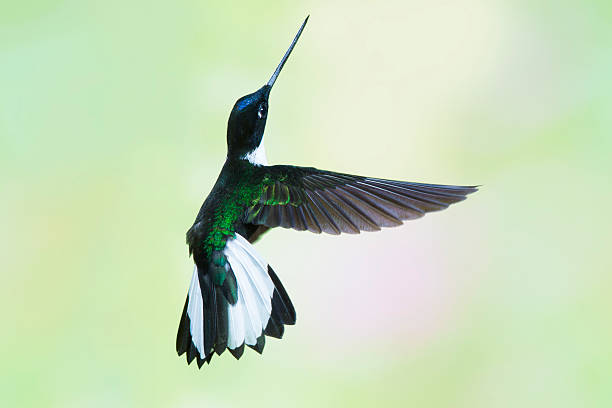 istock Male Collared inca from the Right 186136737