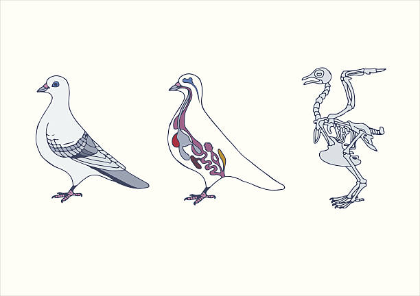 zoology, anatomy of bird, zoology, anatomy of bird, cross-section and skeleton vet lab test stock illustrations