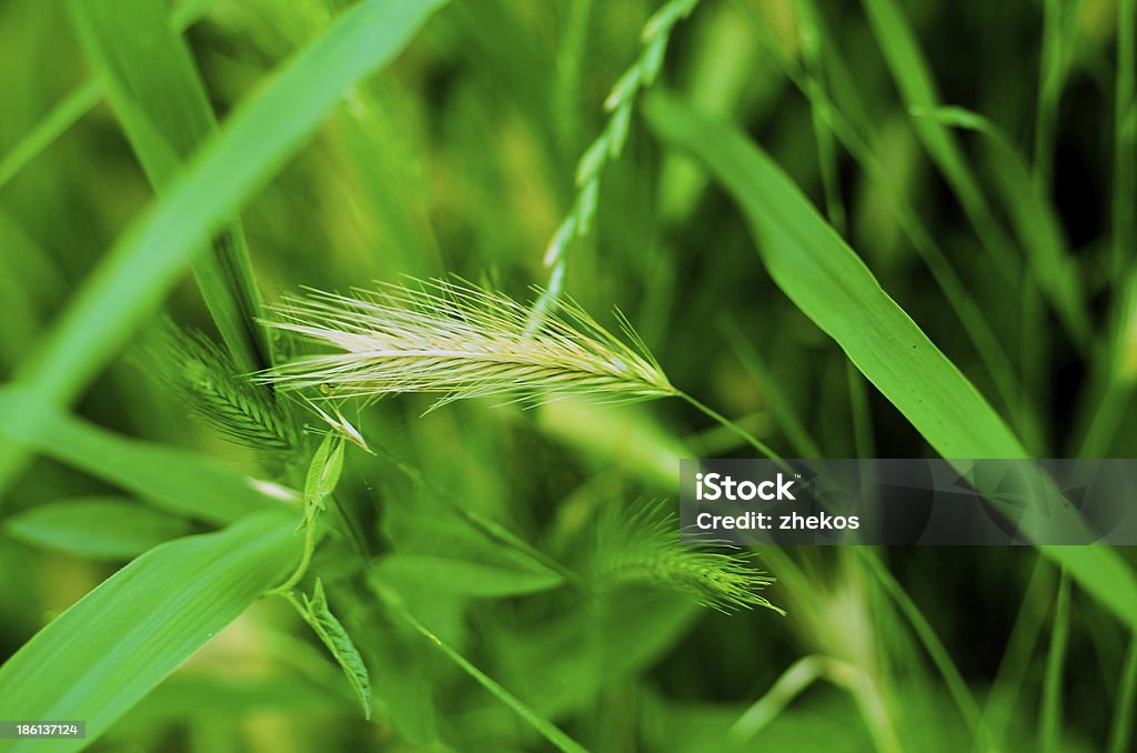 Fondo verde hierba - Foto de stock de Agricultura libre de derechos