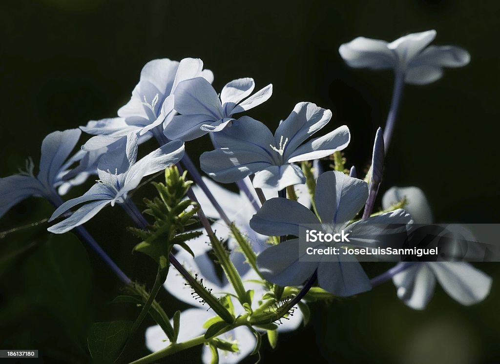 Flores de jasmim - Foto de stock de Azul royalty-free