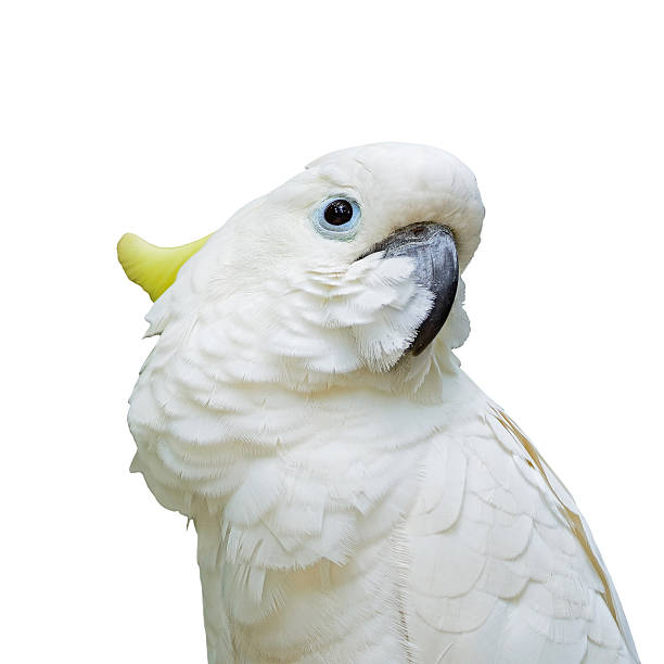 istock Sulphur-crested Cockatoo isolated 186137616
