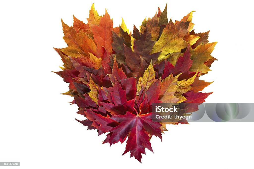 Maple Leaves Mixed Fall Colors Heart Wreath Maple Leaves Mixed Fall Colors Autumn Heart Wreath on White Background Anniversary Stock Photo