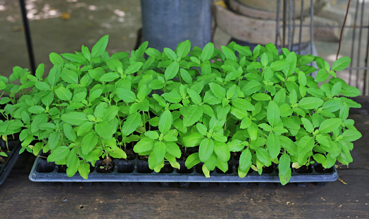 Young basil plants seedlings in germination tray. Homegrown organic basil herbs.