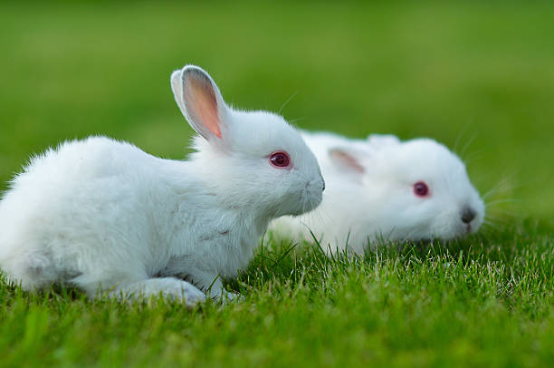 istock Baby white rabbits in grass 186137905
