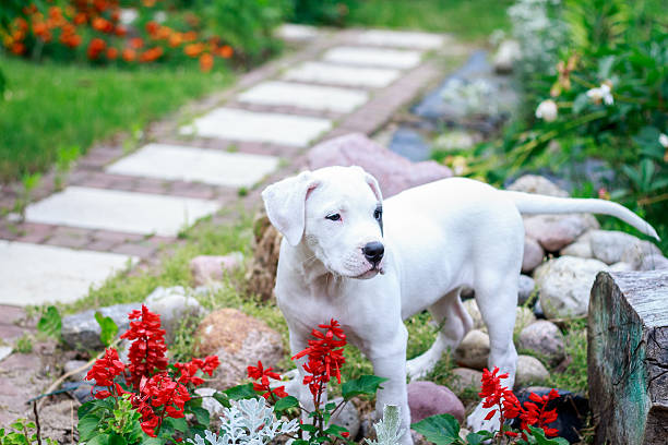 Young dogo argentino in the garden Young dogo argentino in the garden surrounded by flowers. dogo argentino stock pictures, royalty-free photos & images