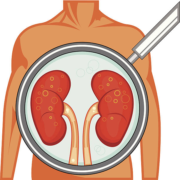 illustrazioni stock, clip art, cartoni animati e icone di tendenza di rene umano - renal vein