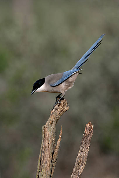 istock Azure-winged magpie, Cyanopica cyana 186138370