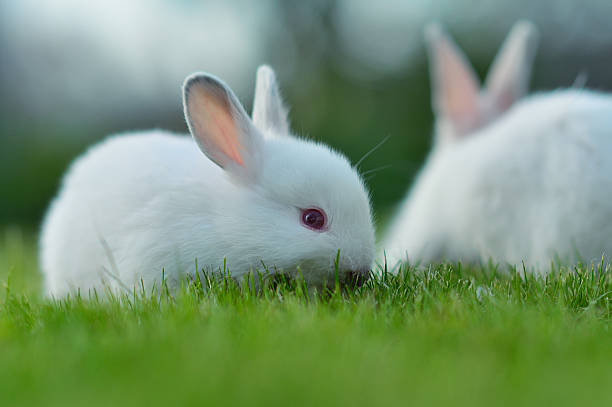 istock Funny baby white rabbits in grass 186138627