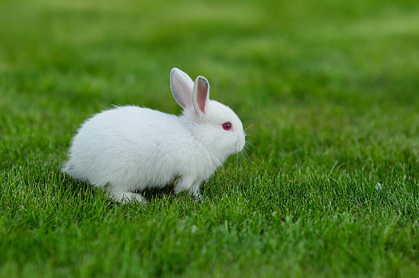 istock Funny baby white rabbit in grass 186138631