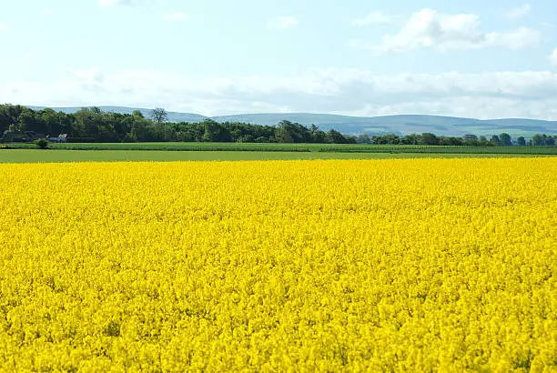 In full flower this field of Oilseed Rape glows in the East Lothian sunshine.