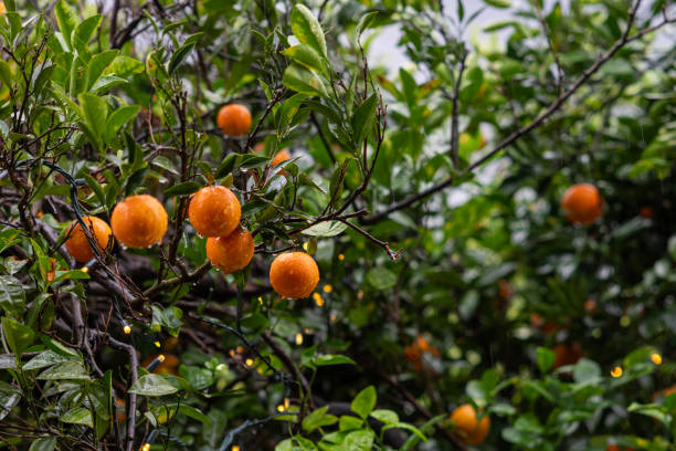 Fresh and ripe oranges on orange tree,fresh fruits on branch