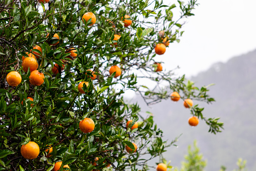 Fresh and ripe oranges on orange tree,fresh fruits on branch
