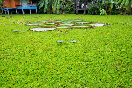 Close up of Duckweed Green leaf aquatic plant on a water background.