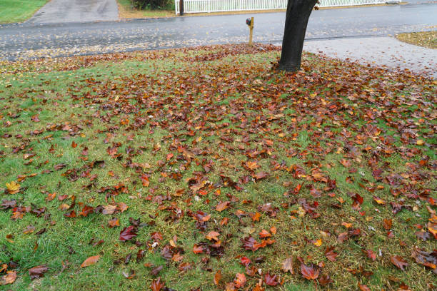 istock fallen leaves on the yard in autumn 1861397319
