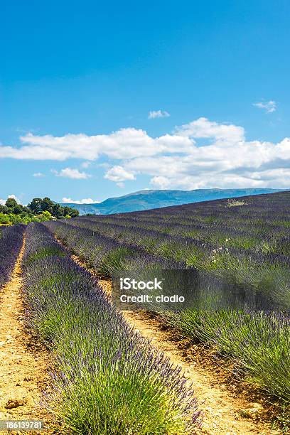 Plateau De Valensole Lavendel Stockfoto und mehr Bilder von Alpes-de-Haute-Provence - Alpes-de-Haute-Provence, Anhöhe, Blau