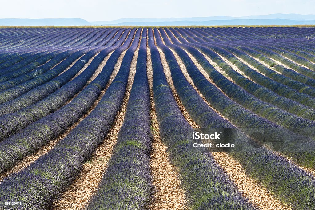 Plateau de Valensole, en Provence), de la lavande - Photo de Agriculture libre de droits