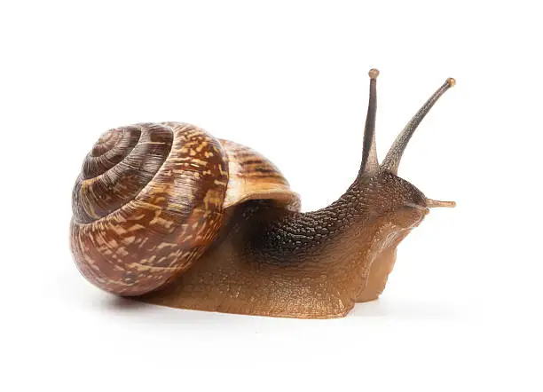 Photo of Garden snail on white background