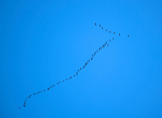 istock group of Canada goose flying in the sky 1861409953