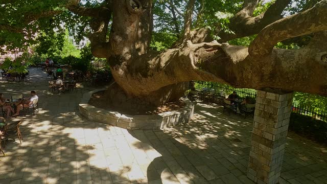 The largest plane tree in Europe with a girth of 15 meters-Tsagarada Pelion Greece