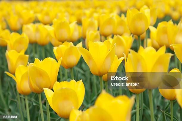 Tulipani - Fotografie stock e altre immagini di Bellezza naturale - Bellezza naturale, Colore brillante, Colore verde