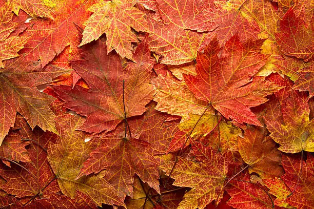 Photo of Red Autumn Maple Leaves Background