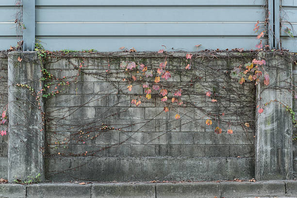 istock Brick walls covered in ivy 186142048