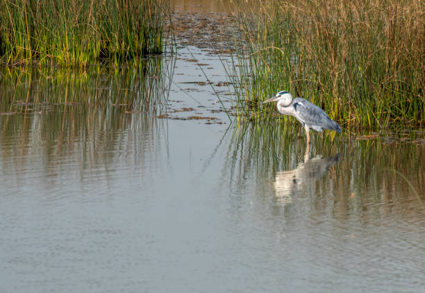 istock Land scape of the back water in forest 1861421859