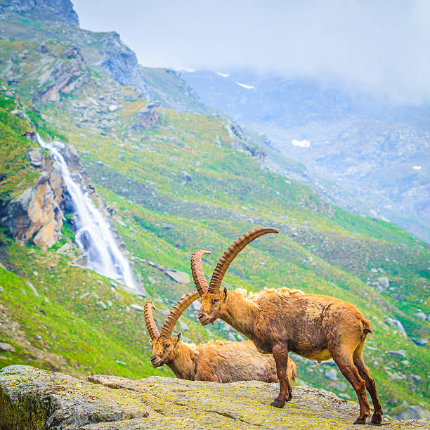 istock Two Ibexes On A Rock.Waterfall In The Background. 186142248