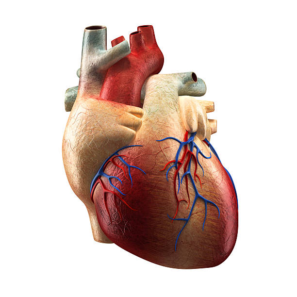 istock Anatomy Heart Isolated on white 186142763