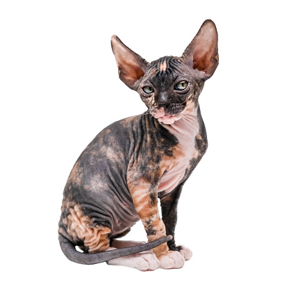 cute sphinx kitten isolated on white background