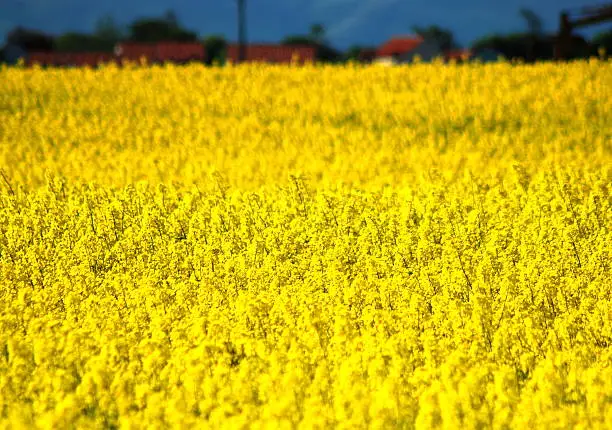 oilseed Rape in full flower in the East Lothian sunshine