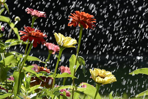istock flowers in the rain. 186143540