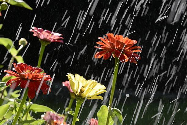 istock flowers in the rain. 186143543