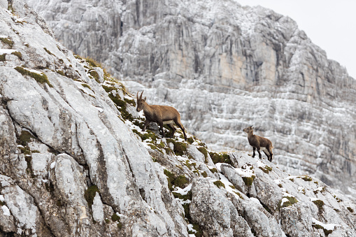 Wildlife in High Mountains of European Alps - Alpine Ibex - Capra Ibex Female with Baby